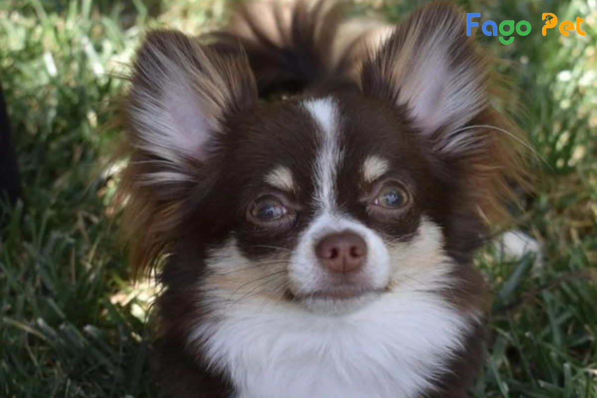 #Chó Chihuahua Lông Dài : Giống Chó Lai Được Yêu Thích Hiện Nay