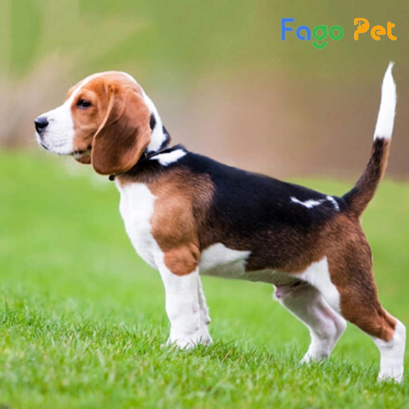những điều cần biết về chó beagle
