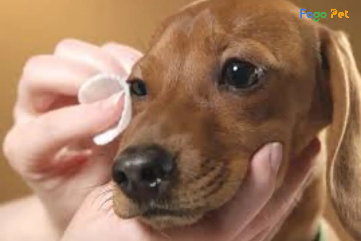 [Giải Đáp] Thuốc Nhỏ Mắt Của Người Nhỏ Cho Chó Được không?