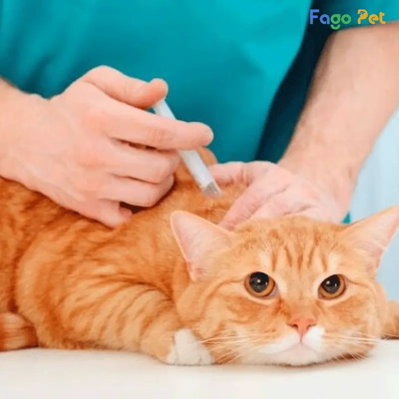 Hướng dẫn sử dụng thuốc trị hô hấp cho mèo