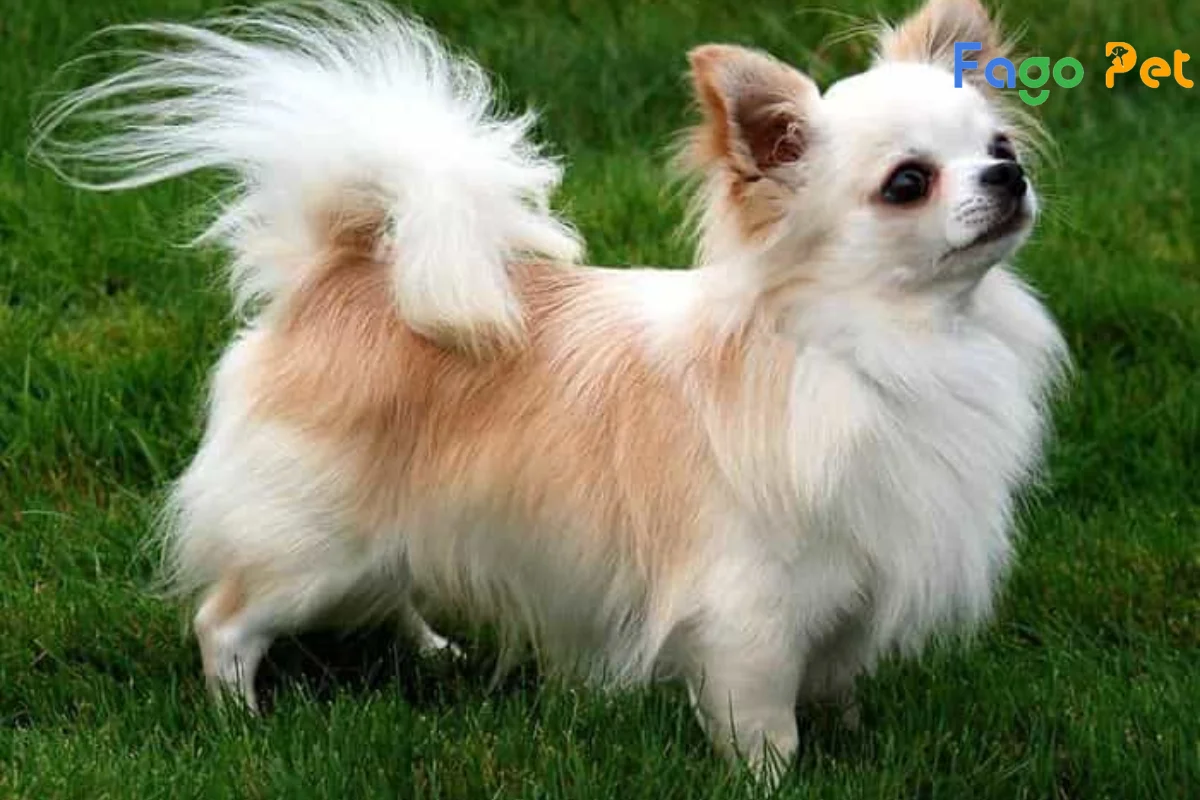#Chó Phốc Sóc Lai Chihuahua: Đặc Điểm, Tính Cách Của Giống Chó