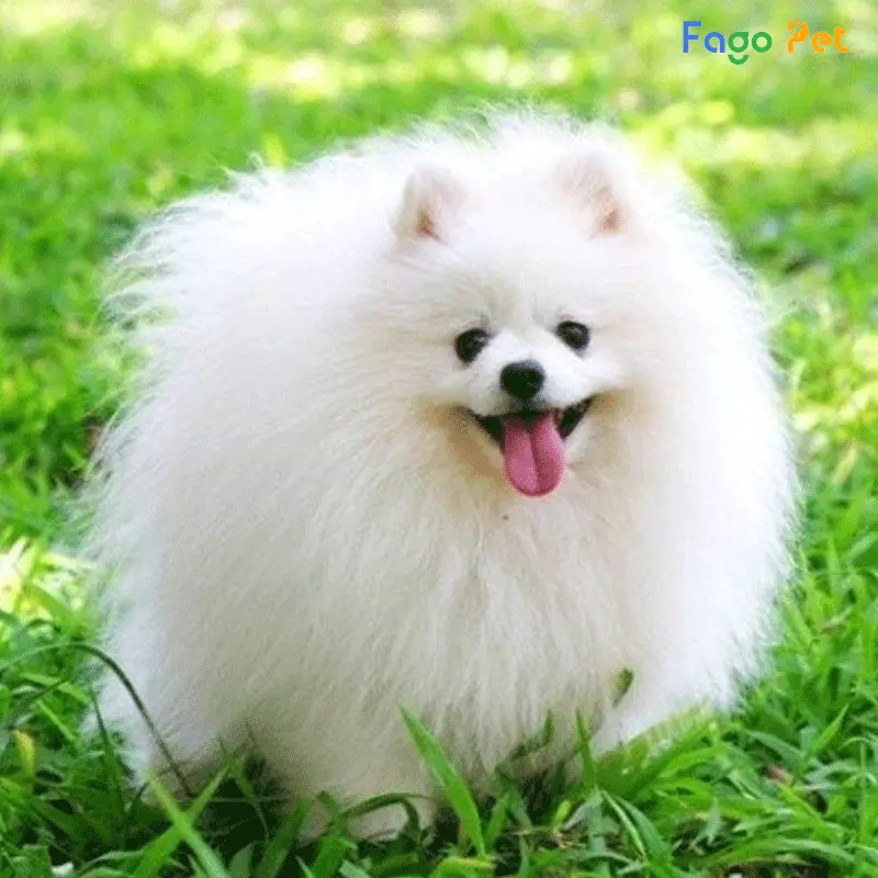 Fago Pet là địa chỉ uy tín hàng đầu cung cấp Phốc Sóc