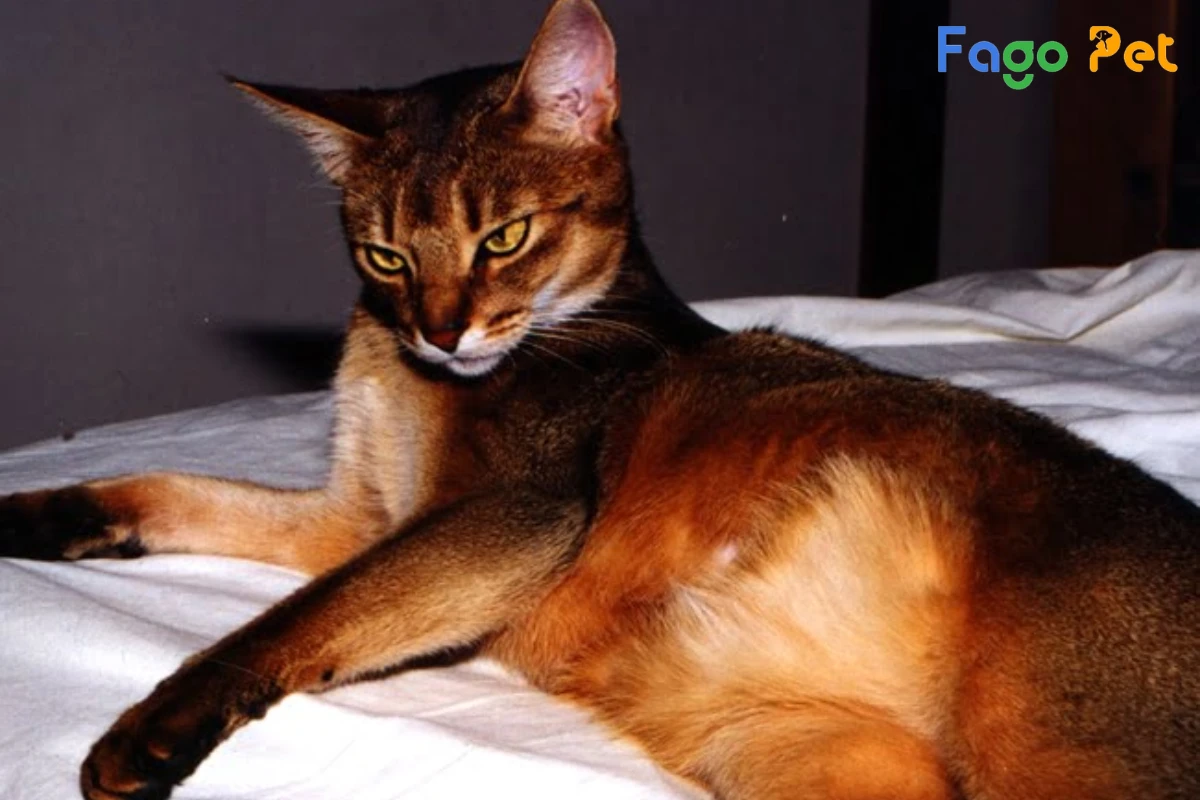#Mèo Abyssinian - Thông Tin Về Đặc Điểm, Giá Bán Mới Nhất