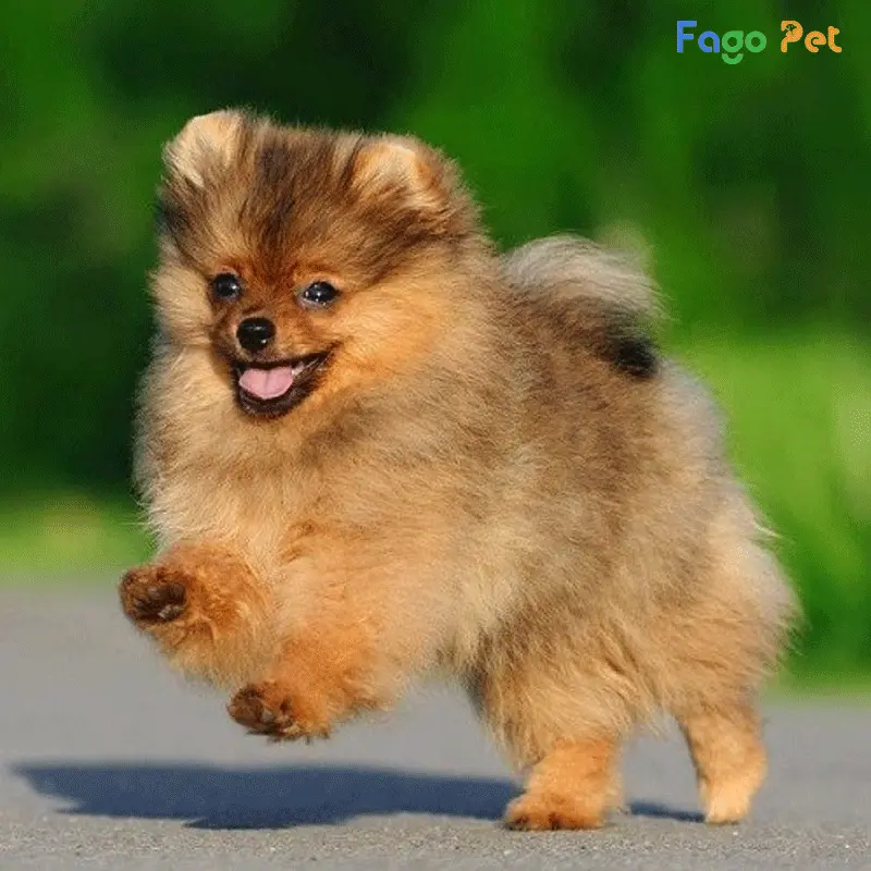 Tại Fago Pet chúng tôi sẽ hỗ trợ bạn chọn lựa con chó giống đực chất lượng