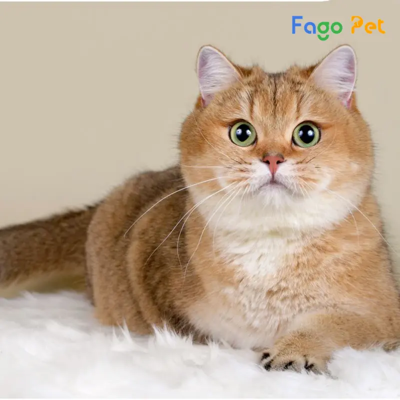 Fago Pet chuyên cung cấp giống mèo Golden thuần chủng