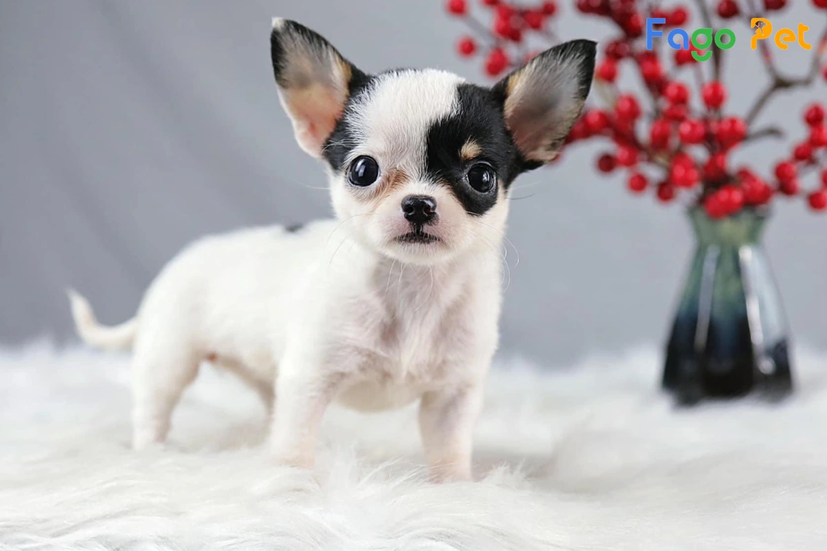 #Giá Chihuahua Mini Bao Nhiêu Tiền? Cập Nhật Giá Chó Chihuahua Mới Nhất