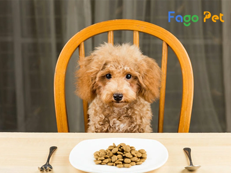 #9+ Thức Ăn Cho Chó Poodle Tốt Nhất Để Phát Triển Khỏe Mạnh