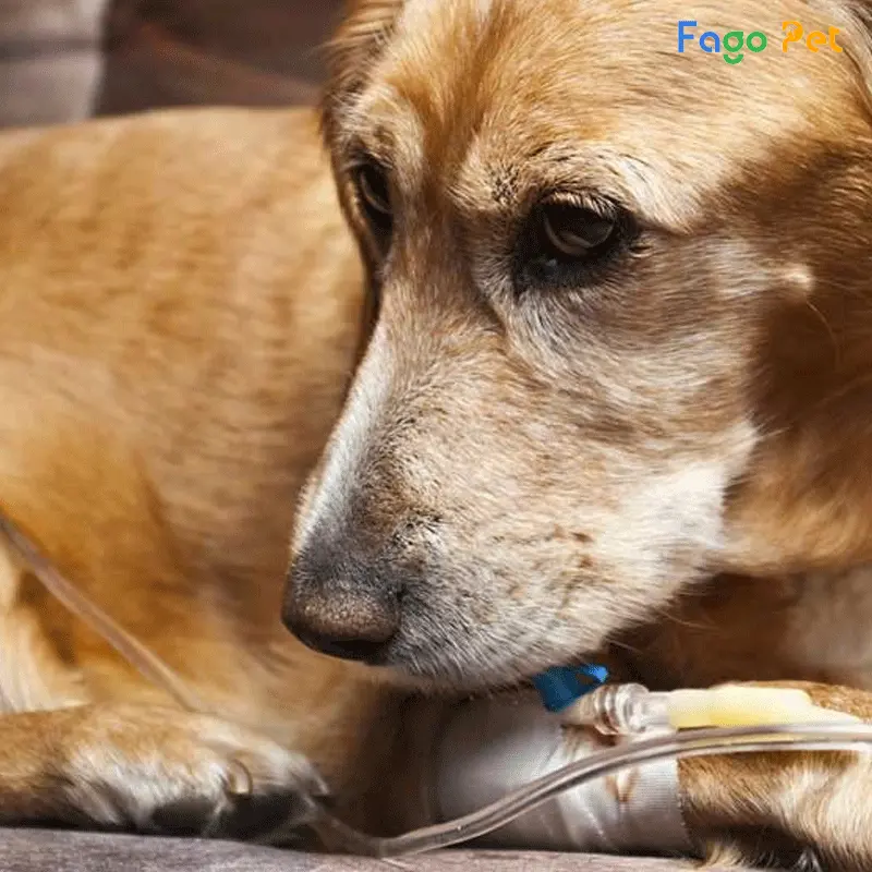Đảm bảo chế độ ăn uống phải sạch sẽ, không cho chó uống nước máy