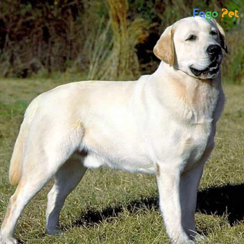 Bán Chó Labrador 