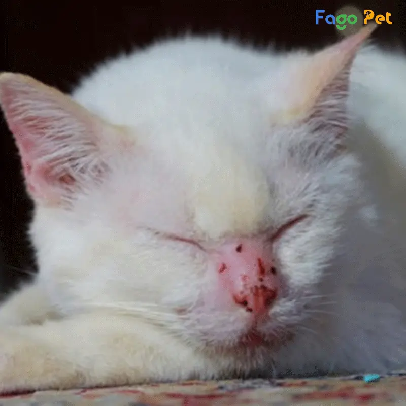 Sử dụng đúng cách giúp tình trạng viêm da ở mèo được cải thiện