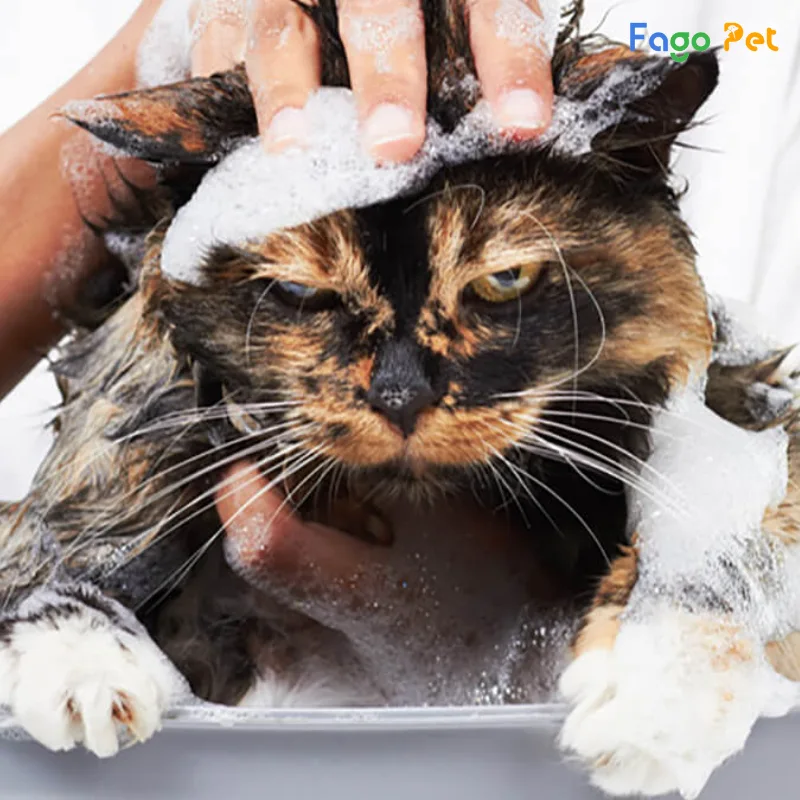 sữa tắm tốt cho mèo