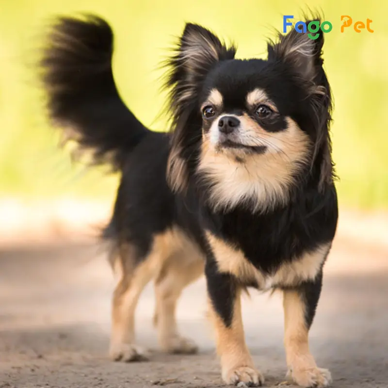 Chihuahua là loài chó nhỏ nhắn nhưng có bản năng bảo vệ cao