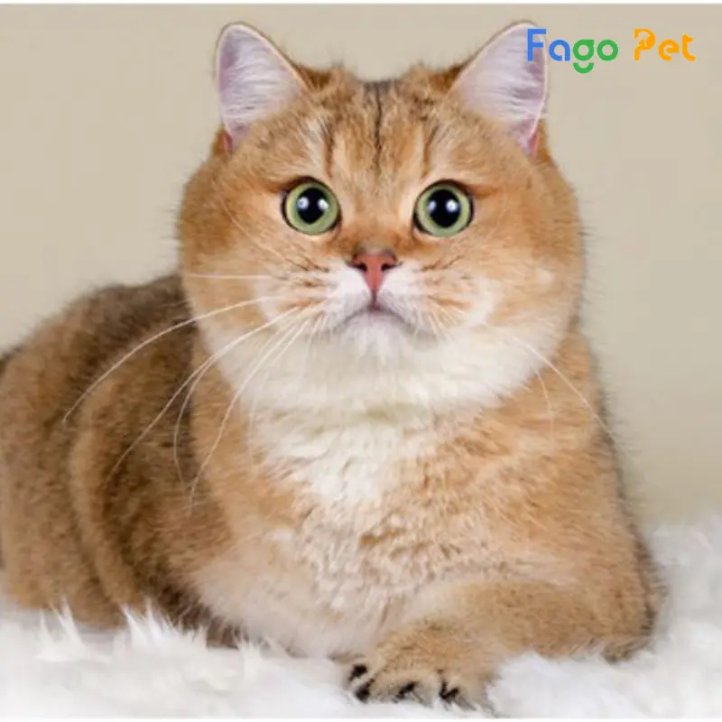 Mèo Anh lông ngắn có vẻ ngoài tròn trịa và đôi mắt tròn xoe đáng yêu