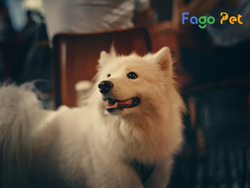 Chó Samoyed - Nguồn gốc, đặc điểm, cách nuôi và giá thành 