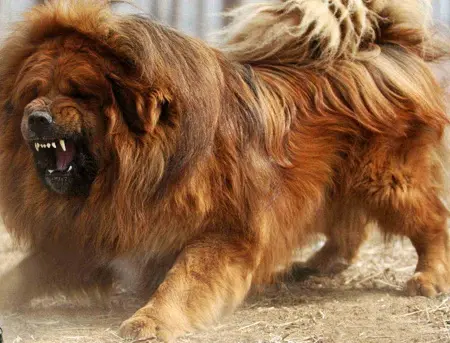 Chó ngao Tây Tạng