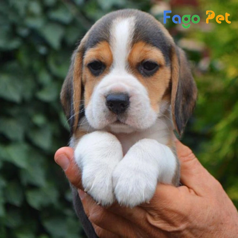 chó beagle ở độ tuổi khác nhau thì giá cũng khác nhau