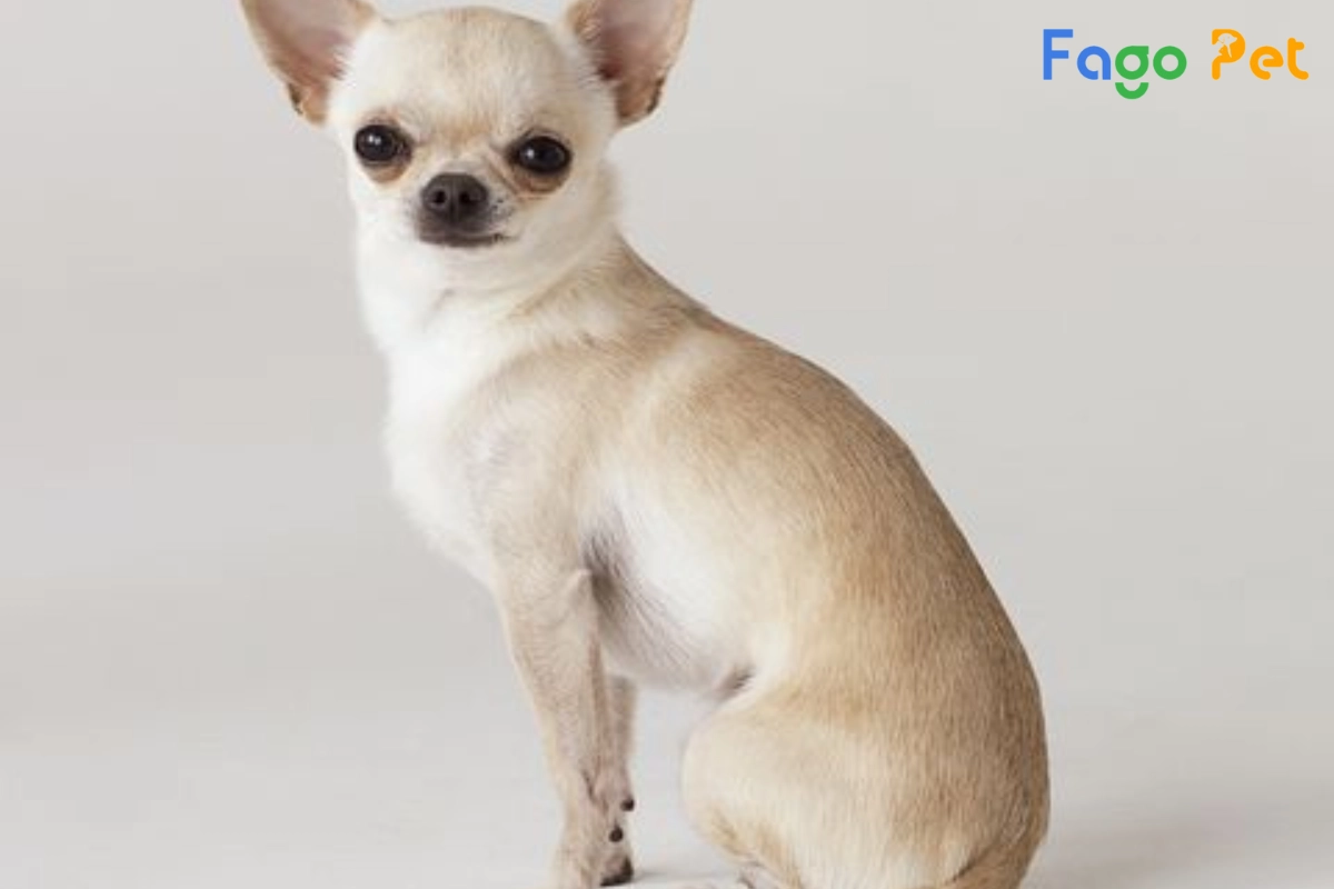 #Hướng Dẫn Cách Phối Giống Chó Chihuahua Hiệu Quả