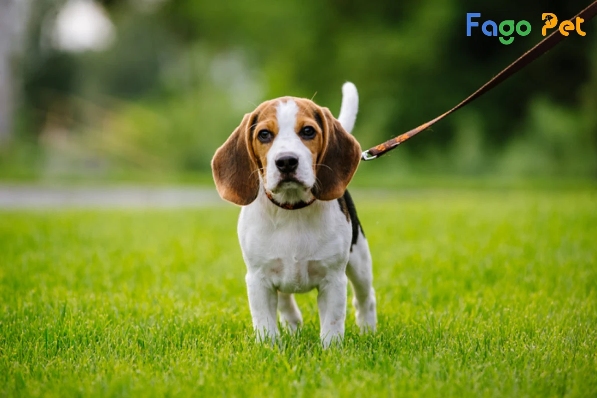 #Giống Chó Beagle - Nguồn Gốc, Đặc Điểm, Giá Bán Của Chó