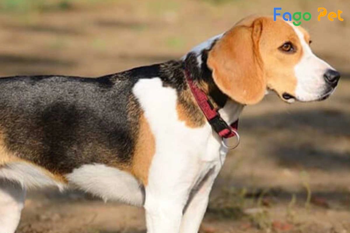 #Chó Beagle Giá Bao Nhiêu? Cập Nhật Giá Chó Beagle Mới Nhất