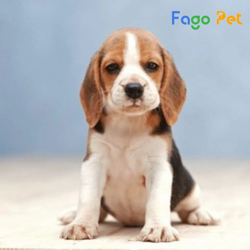 giá chó beagle sinh ra ở việt nam