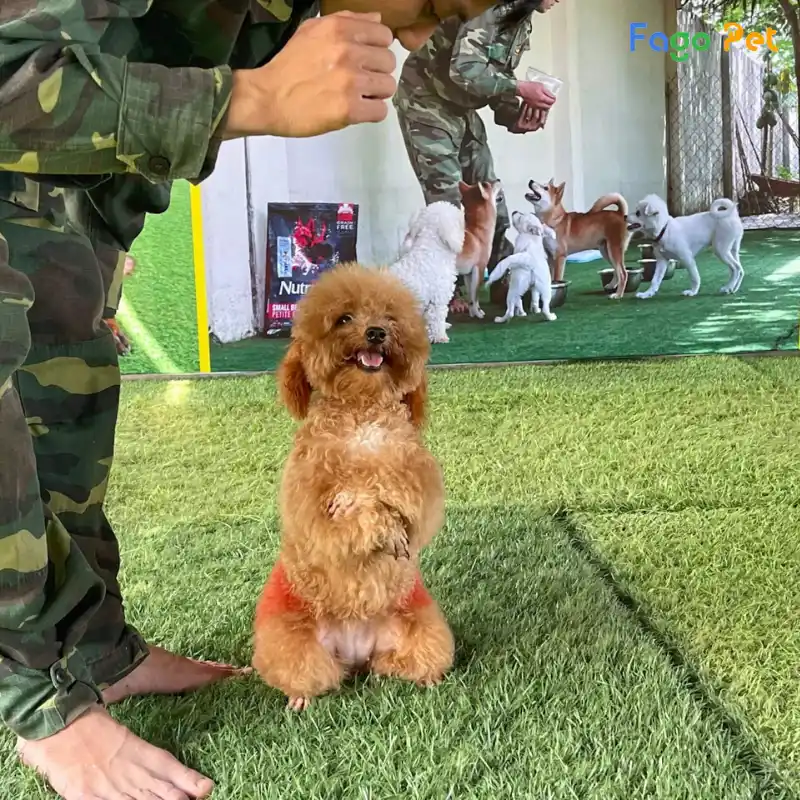 huấn luyện chó poodle