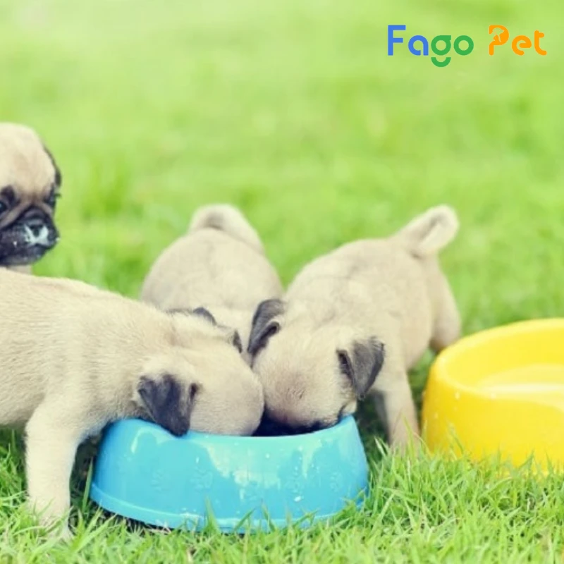 bán chó pug con 2 tháng tuổi