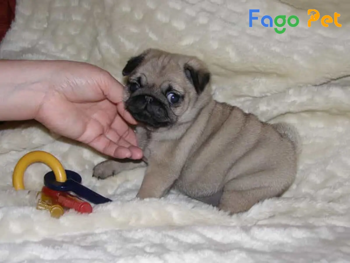 Bán Chó Pug 3 Tháng Tuổi