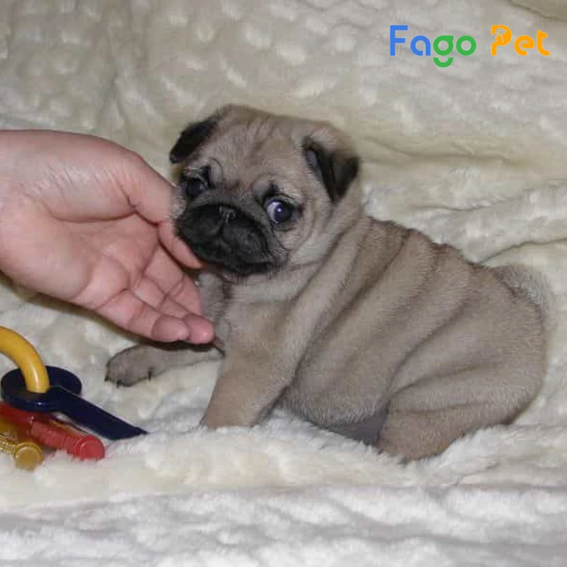 chó pug 3 tháng tuổi