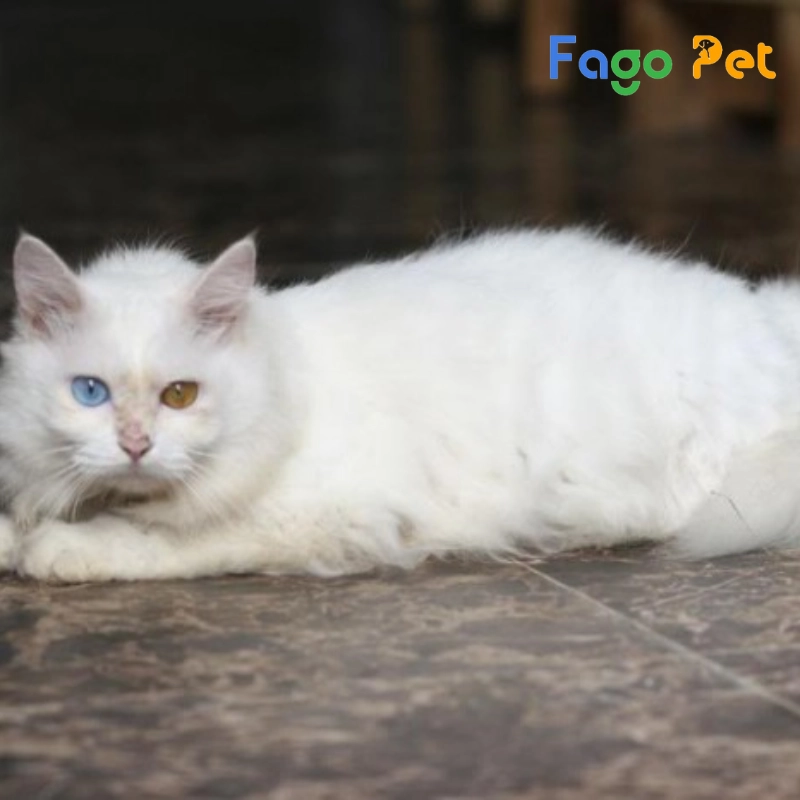 mèo anh lông dài trắng mắt 2 màu