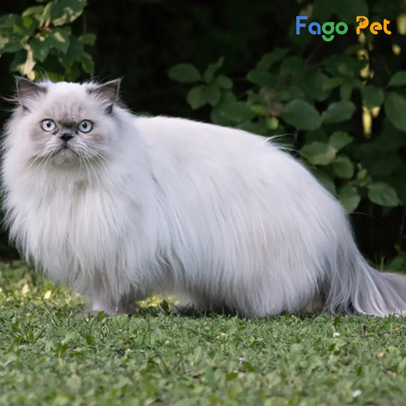 Những lý do Fago Pet là điểm đến lý tưởng cho bạn
