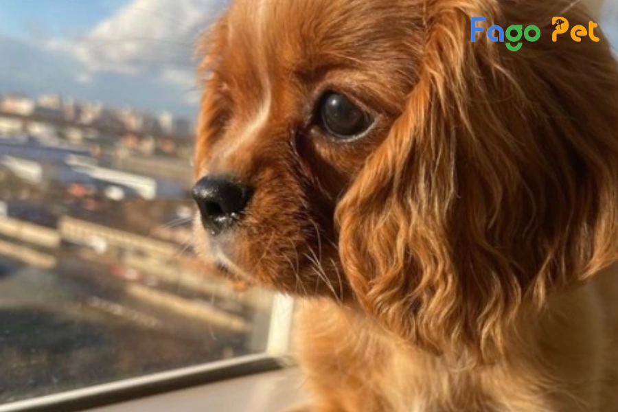 #Chó Cavalier King Charles Spaniel: Nguồn Gốc, Đặc Điểm Và Giá Bán