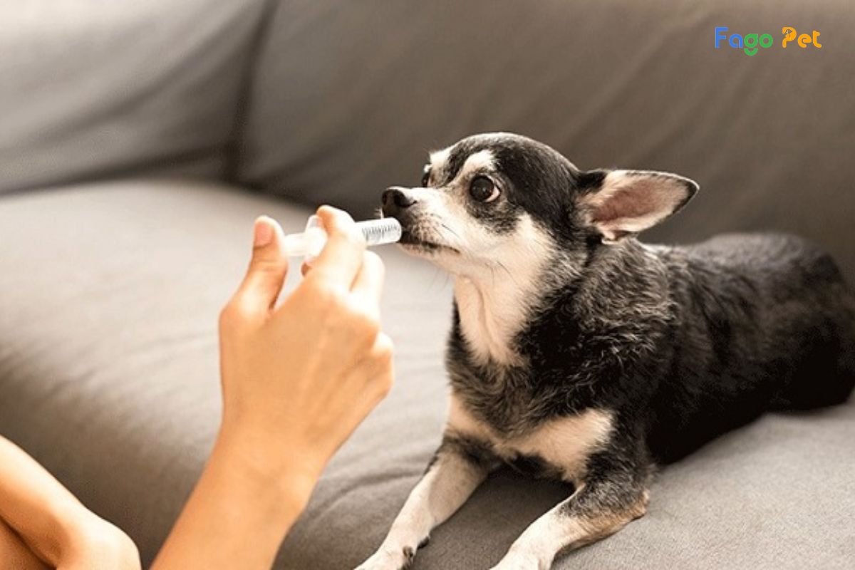 [Giải Đáp] Cho Chó Uống Vitamin C Của Người Được Không?
