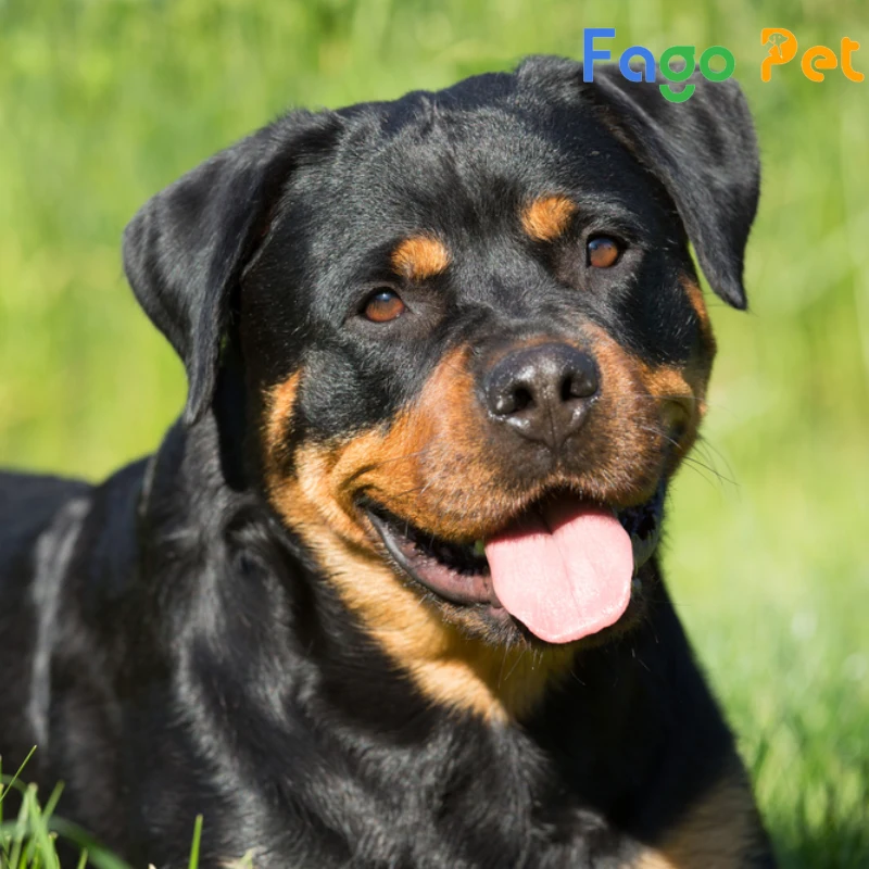 chó rottweiler dòng đại