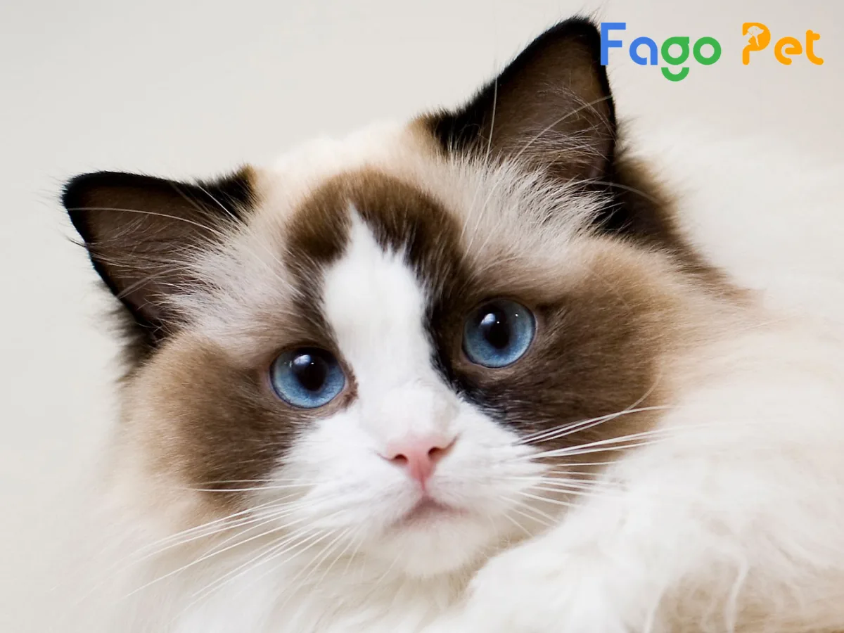 Hướng Dẫn Lựa Chọn Khách Sạn Cho Mèo Ragdoll Chi Tiết