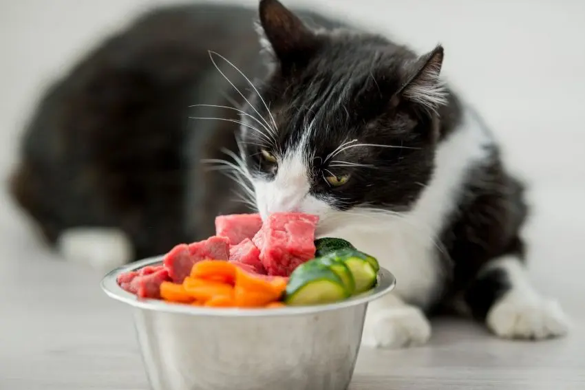Thức ăn thô cho mèo là gì? Mèo có nên ăn sống không?