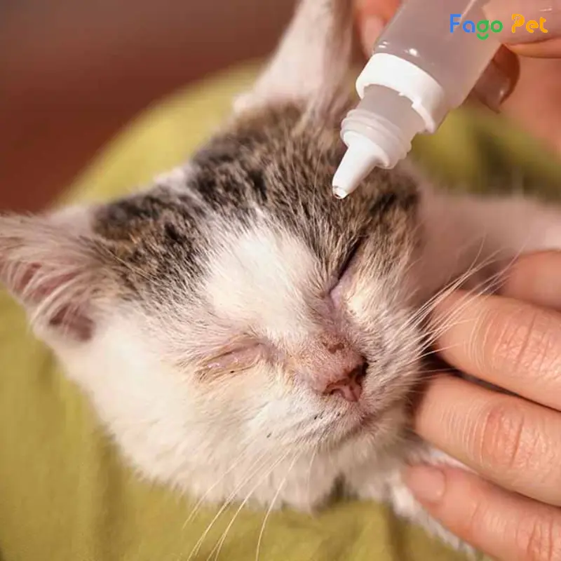 [Giải Đáp] Thuốc Nhỏ Mắt Người Dùng Cho Mèo Được Không?