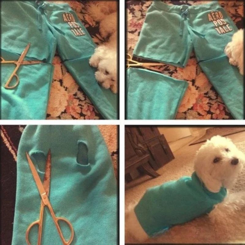 may áo cho cún