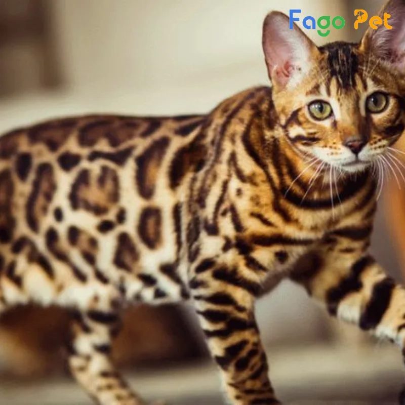 khách sạn cho mèo Bengal