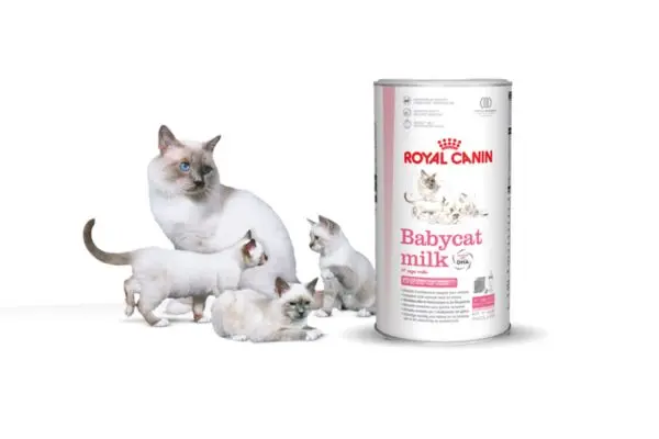sữa royal canin cho mèo