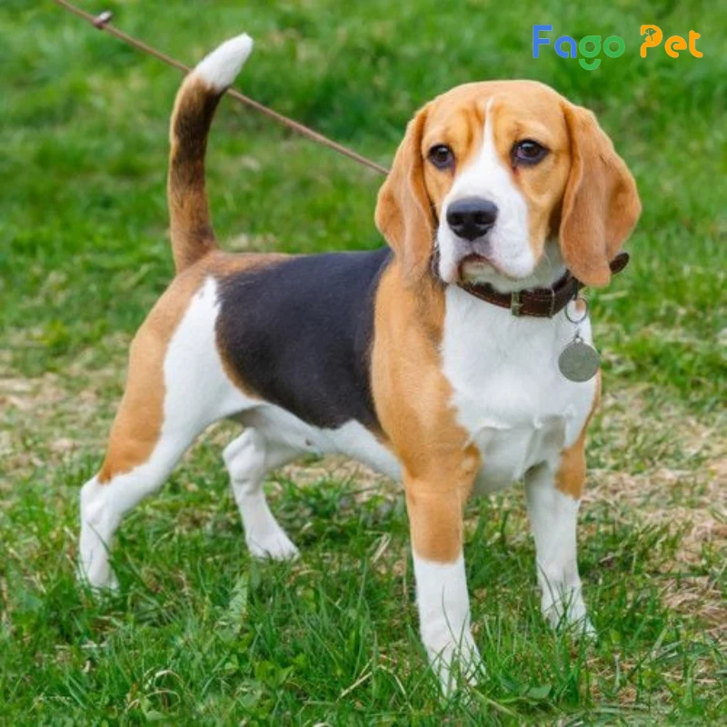 những lý do bạn nên nuôi chó beagle