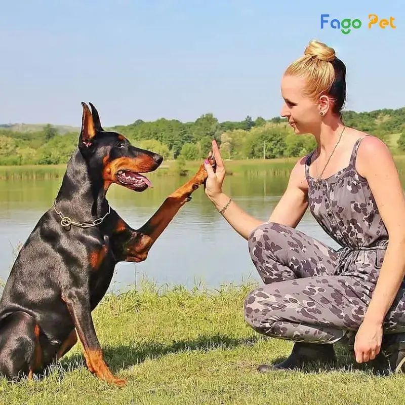 chó doberman nâu vàng