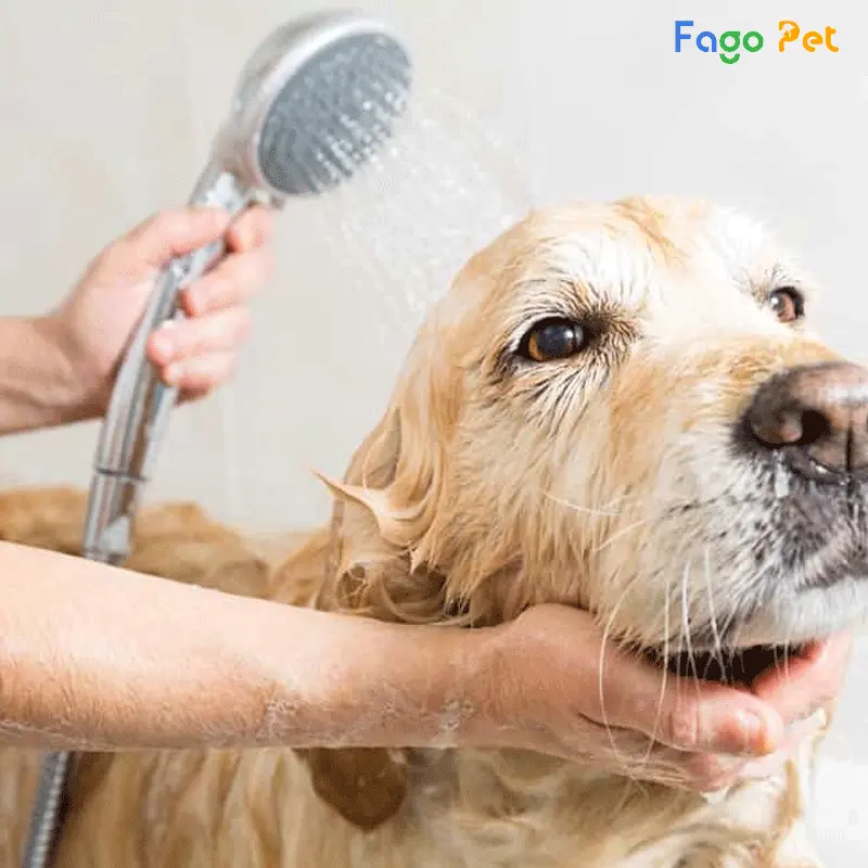 Cách trị nấm da chó  bằng việc tắm rửa