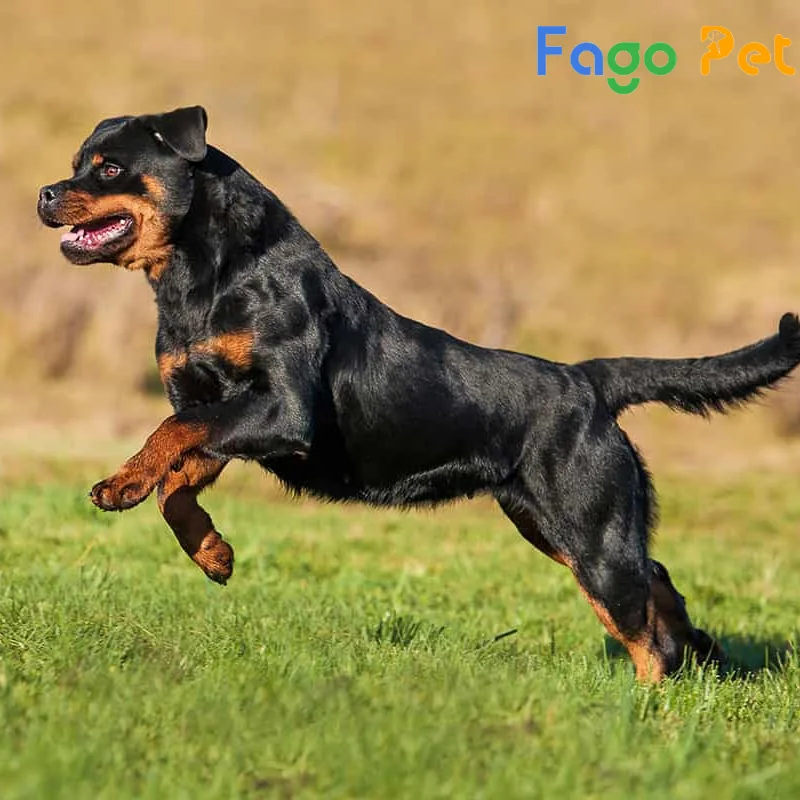 Bán Chó Rottweiler Dòng Trung