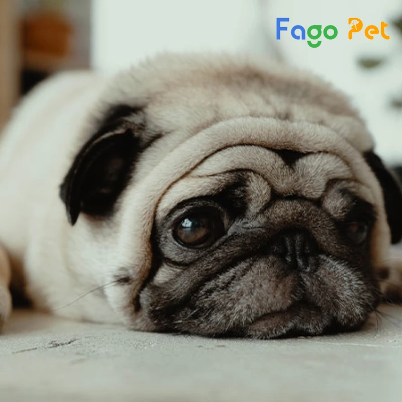 chó pug có dữ không