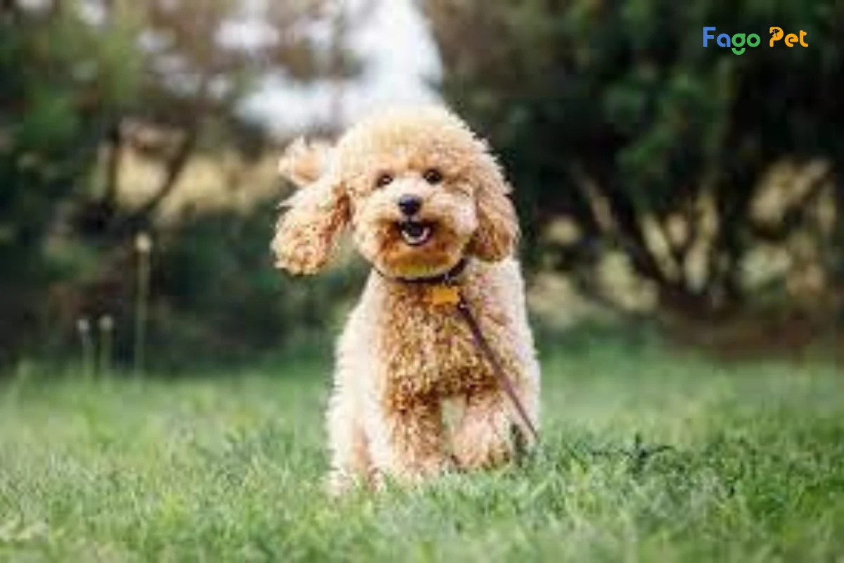 Tất Tần Tật Về Chó Poodle Miniature - Nguồn Gốc, Đặc Điểm, Giá Bán