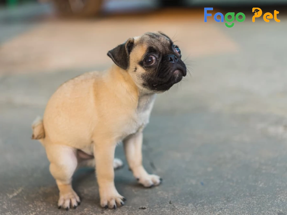 Cách Nhận Biết Chó Pug Bị Tiêu Chảy Và Cách Xử Lý