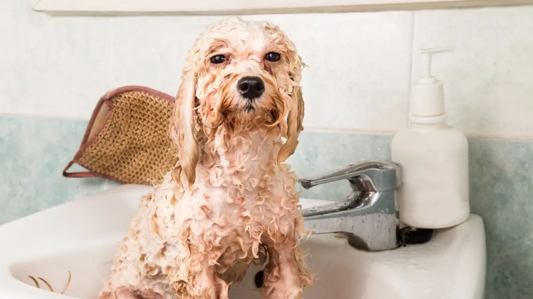 Vì sao lại cần thường xuyên tắm cho chó Poodle