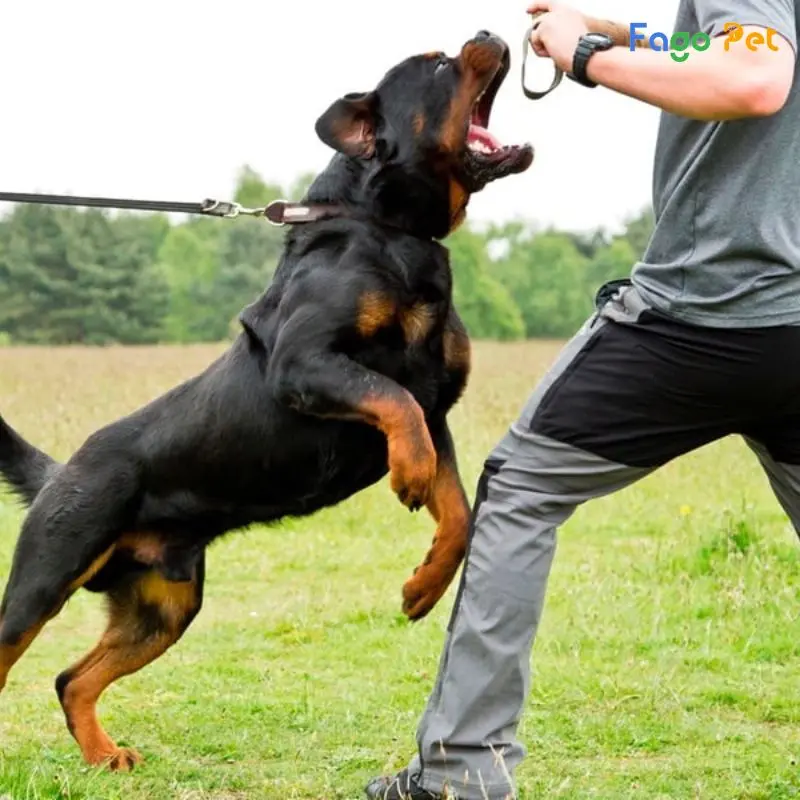Huấn luyện chó Rottweiler
