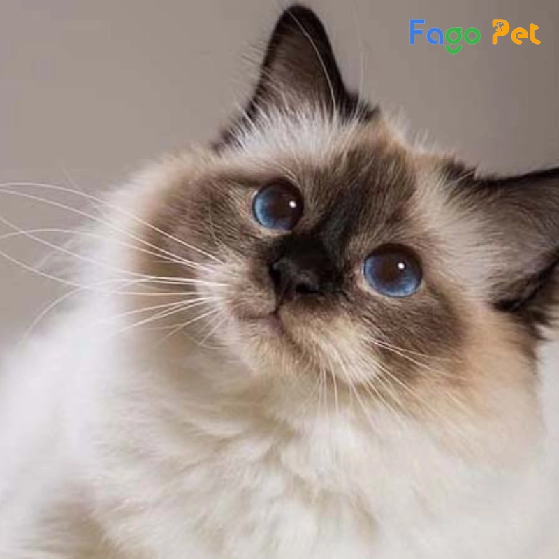 [Cập Nhật] Mèo Ragdoll Giá Bao Nhiêu? Giá Mèo Ragdoll Mới Nhất 2024