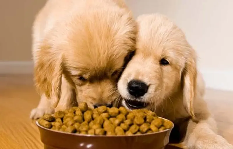 Hạt dinh dưỡng cho chó